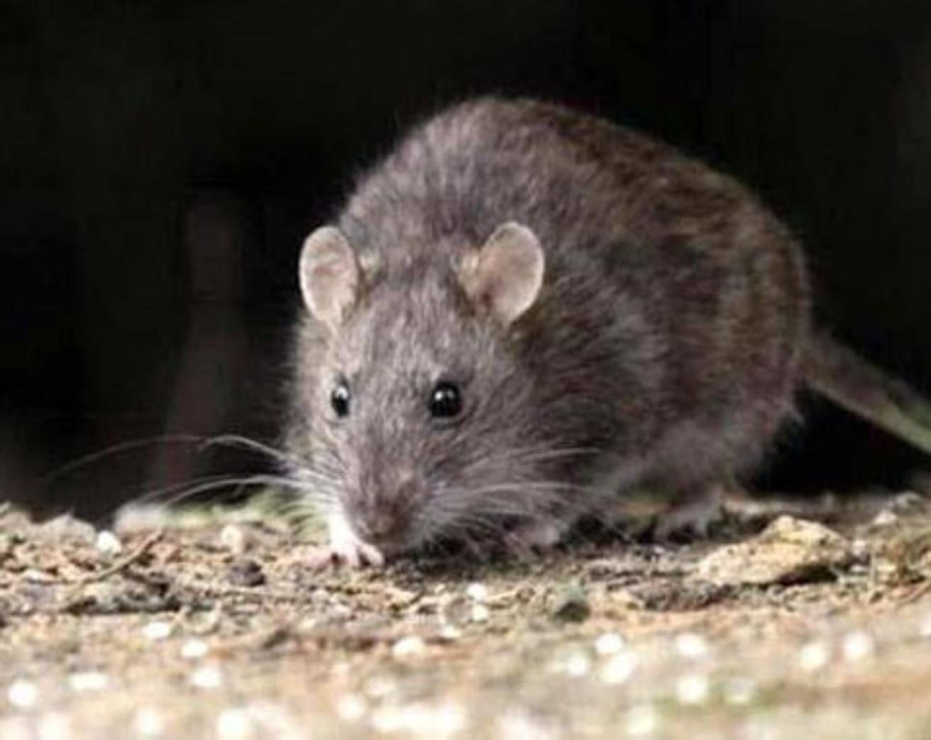 Hantavirus Ratas Enfermedad Curable Prevencion Julio Ferrero